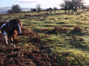 Slighted ridge-and-furrow with helpful pony