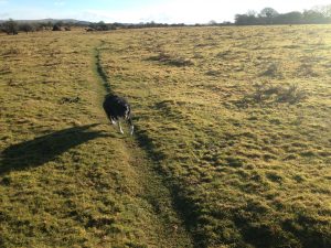 Molly illustrates the dimensions of a sheep track